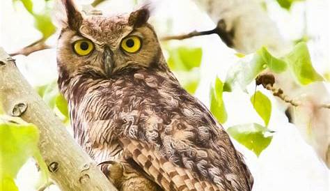 great horned owl print