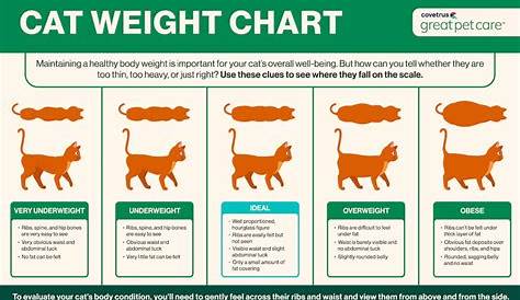 How to Help a Cat Lose Weight: 8 Things to Try | Great Pet Care