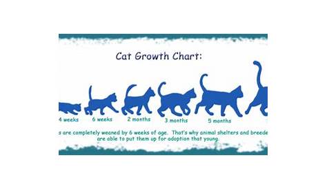 Cat Growth Chart by funlakota on DeviantArt
