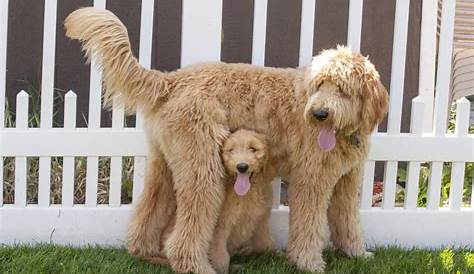 goldendoodle weight chart by age