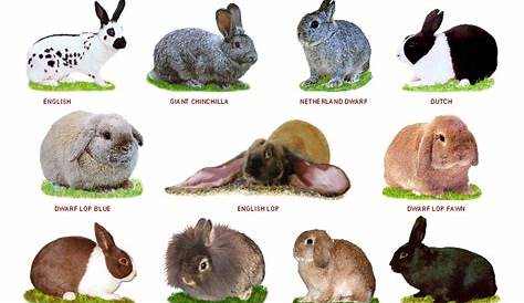 List of Rabbit Breeds | Bini the Bunny Wiki | Fandom