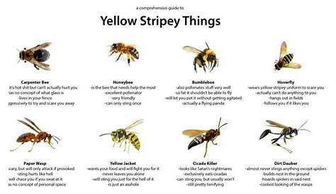 Visual : A Comprehensive Guide to Yellow Stripey Things - Infographic