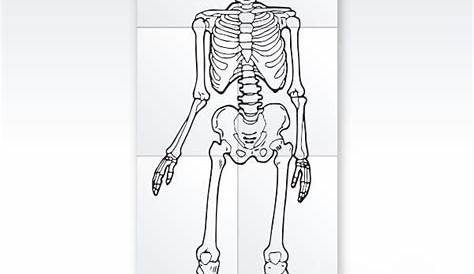 skeleton puzzle printable