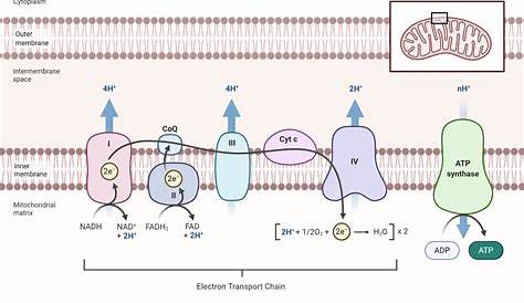 Electron transport chain- Definition, Components, Steps, FAQs (2022)