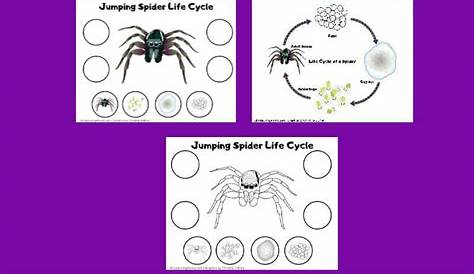 Life Cycle of a Spider Printables and Resources - Simple Living Mama