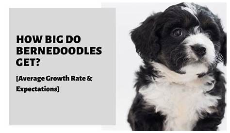 How Big Do Bernedoodles Get? [Average Growth Rate & Expectations