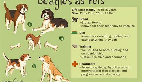 Beagle: características y cuidado de la raza de perro Curiosidades
