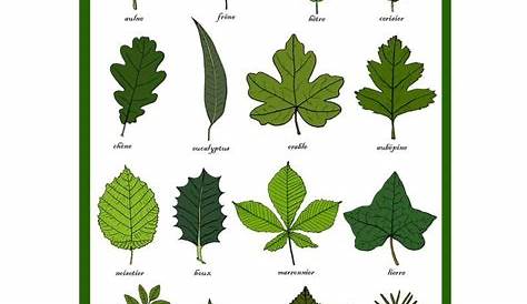 tree identification guide by leaf