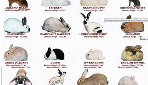 roller rabbit size chart