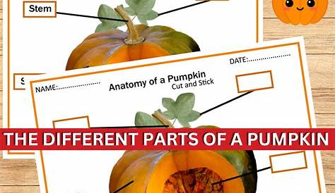 Parts of a Pumpkin posters and worksheet- Fall Activity | Teaching