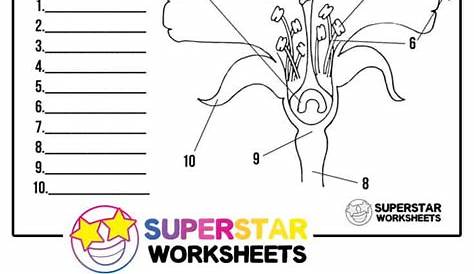 anatomy of a flower worksheet