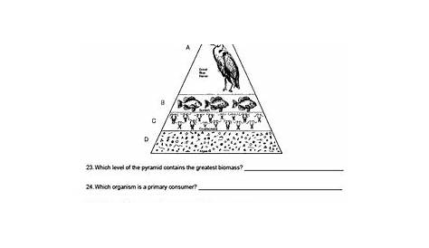 Worksheet - Energy Pyramid - Constructed Response *EDITABLE* | TPT