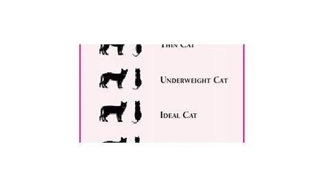cat body condition chart