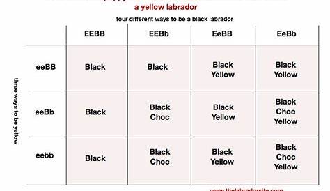 yellow labrador color chart