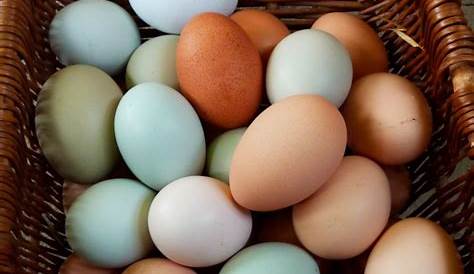 easter egger egg count