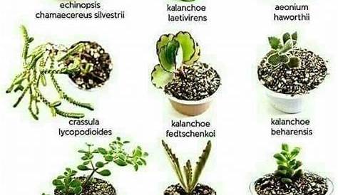 Types Of Succulents Plants, Cacti And Succulents, Planting Succulents