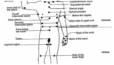 Human Body Pressure Points Diagram | Body pressure points, Human