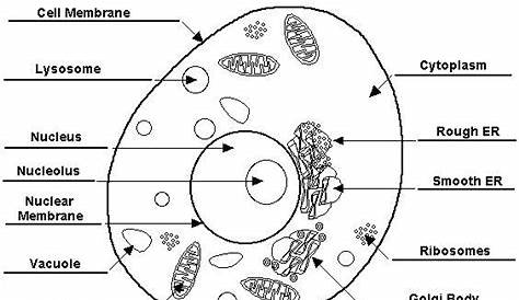 Plant And Animal Cell Coloring Worksheet Answer Key