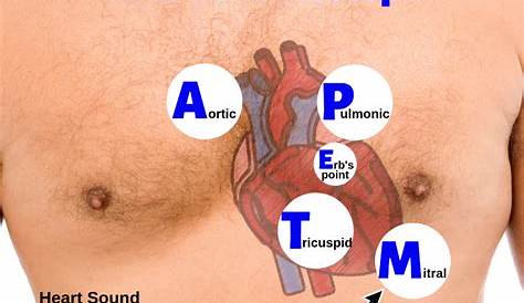Heart Sound Locations with a Stethoscope | Medical school studying