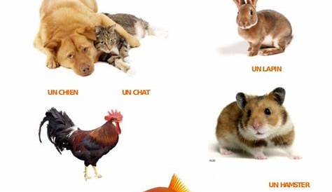 les animaux en français pdf