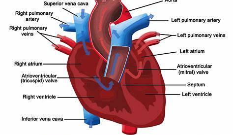 heart wall flow chart