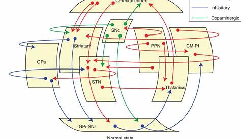 basal ganglia circuit diagram