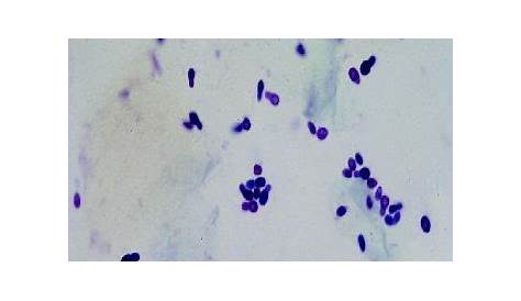 veterinary dog ear cytology chart