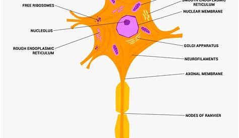 nerve cells diagram labeled