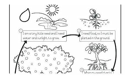 life cycles of plants worksheets