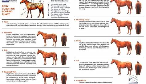 horse body scoring chart