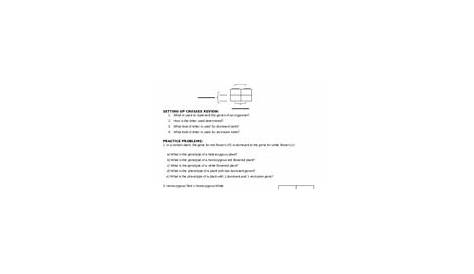 monohybrid worksheet answers