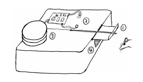 electric mouse trap diagram