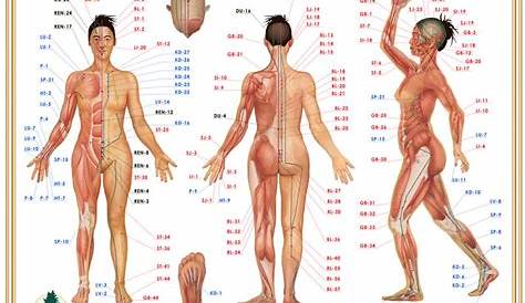 Acupressure Chart - Pathways and Points of Meridian Massage
