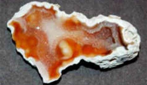 Florida State Stone (Fossil): Agatized Coral (Cnidaria anthozoa)
