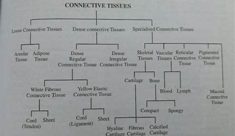draw a flowchart to describe the classification of connective tissues