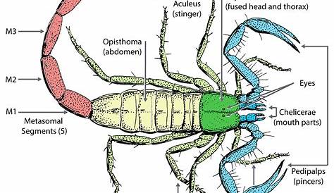 Scorpion Anatomy | Ask A Biologist