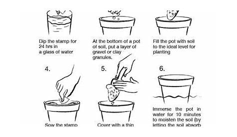 how to plant a seed step by step worksheets