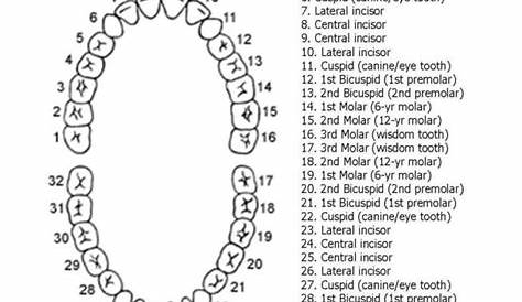 Tooth Number Chart | Commerce Drive Dental