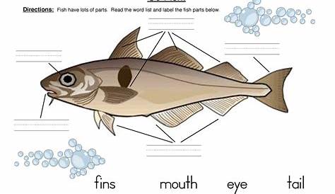 fish body activity | Have Fun Teaching
