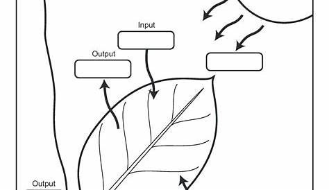 photosynthesis diagram worksheets