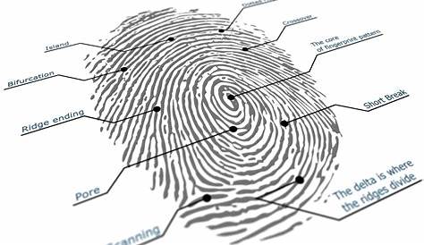 Live Scanning the News: New Low Cost 3D Contactless Fingerprinting System