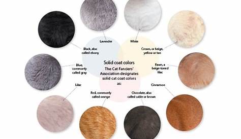Fascinating Facts: Cat Fur Colors and Patterns