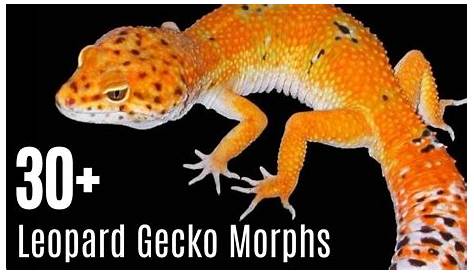 Leopard Gecko Morphs Chart