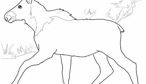 Baby Moose coloring page | Free Printable Coloring Pages