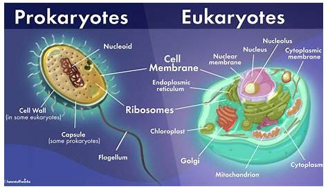 Prokaryotic vs. Eukaryotic Cells: What's the Difference? | HowStuffWorks
