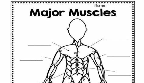 Naming Muscles Worksheet / Ppt The Muscular System Powerpoint