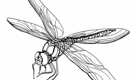 Dragonfly Drawing - ClipArt Best