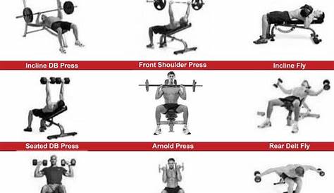 weight bench exercise chart pdf