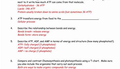photosynthesis vs respiration worksheet answer key