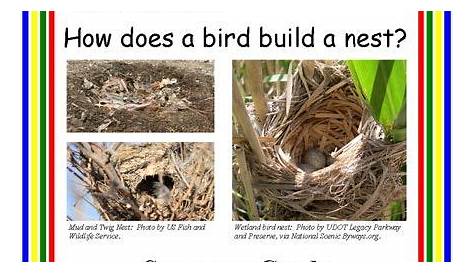 Bird Nest Exporations | Bird nest, Nest, Sequencing activities